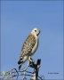 Red-shouldered-Hawk;Everglades;Florida;Hawk;Buteo-lineatus;one-animal;close-up;c